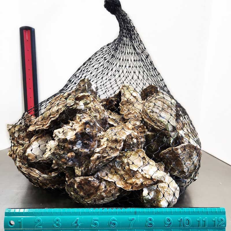 Fresh Oysters by the Dozen | Bay Center Farms