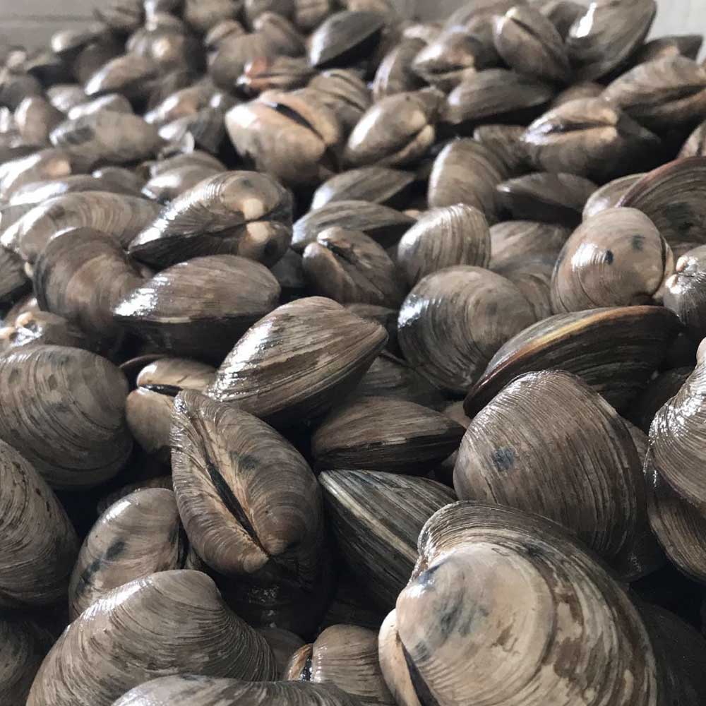 bbq-oyster-size