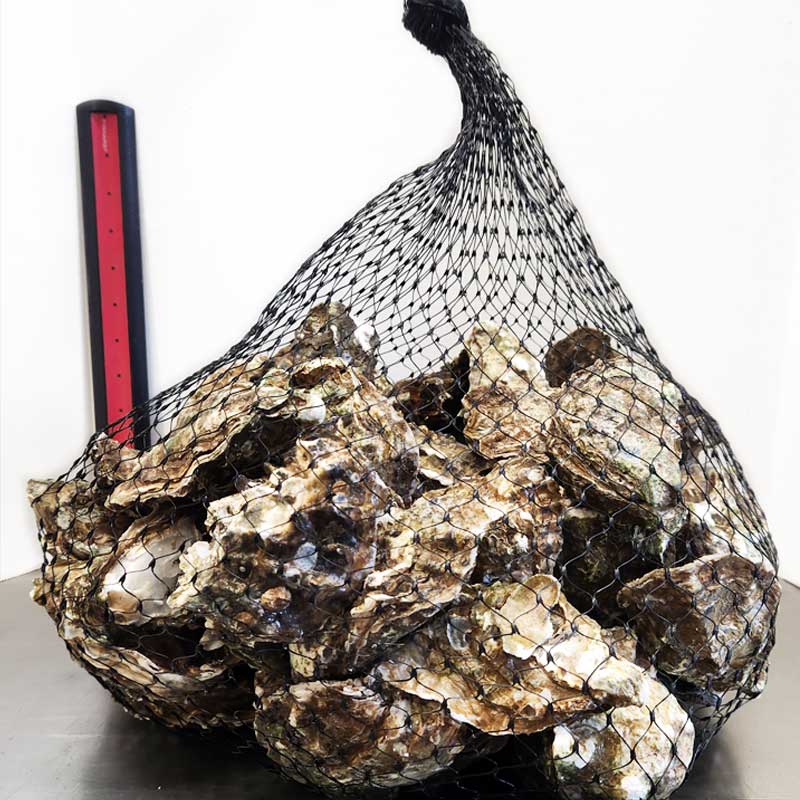 bay-center-oysters-2026 selling online