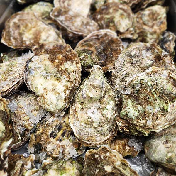 fresh oysters